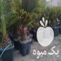 فروش نهال سیکاس فنیکس در تنکابن در گروه خرید فروش نهال - انواع گردو پسته بادام سلطانی انگور در یکمیوه