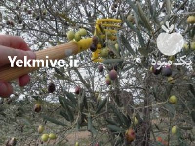 چنگک زیتون چین در قصرشیرین در گروه خرید فروش عمده سایر محصولات باغبانی مرکبات در یکمیوه -عکس1