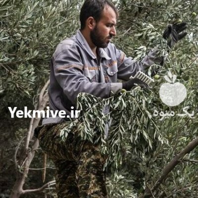 چنگک زیتون چین در قصرشیرین در گروه خرید فروش عمده سایر محصولات باغبانی مرکبات در یکمیوه -عکس3