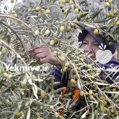 چنگک زیتون چین در قصرشیرین در گروه خرید فروش عمده سایر محصولات باغبانی مرکبات در یکمیوه -عکس2