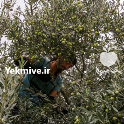 چنگک زیتون چین در قصرشیرین در گروه خرید فروش عمده سایر محصولات باغبانی مرکبات در یکمیوه -عکس4