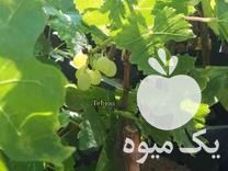 فروش تولیدی نهال پسته  ،  پالونیا هیبرید  ،  انگور اصلاح شده در شیراز در گروه خرید فروش نهال - انواع گردو پسته بادام سلطانی انگور در یکمیوه -عکس1