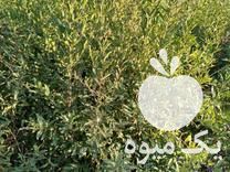 فروش انواع نهال گردوپکان گردوکاغذی انار انجیر 3 فصل هلوهمه رقم در تبریز در گروه خرید فروش نهال - انواع گردو پسته بادام سلطانی انگور در یکمیوه -عکس1