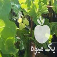 فروش تولیدی نهال پسته  ،  پالونیا هیبرید  ،  انگور اصلاح شده در شیراز در گروه خرید فروش نهال - انواع گردو پسته بادام سلطانی انگور در یکمیوه