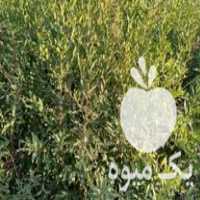 فروش انواع نهال گردوپکان گردوکاغذی انار انجیر 3 فصل هلوهمه رقم در تبریز در گروه خرید فروش نهال - انواع گردو پسته بادام سلطانی انگور در یکمیوه