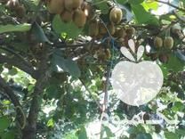 آمادگی همکاری با تاجران و خریدادان کیوی جهت تهیه کیوی از در اندیشه در گروه خرید فروش عمده کیوی - صادراتی مازندران تنکابن تالش در یکمیوه -عکس1