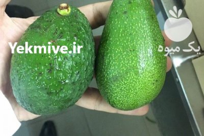 خریدار آووکادو کنیا -توافقی در تهران در گروه خرید فروش عمده میوه استوایی - پاپایا قرمز منگوستین گواوا بلوبری در یکمیوه -عکس1