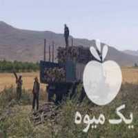 خرید چوب باغی در اصفهان در گروه خرید فروش عمده چوب- زغال چوب گردو تبریزی خام در یکمیوه