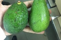 خریدار آووکادو کنیا -توافقی در تهران در گروه خرید فروش عمده میوه استوایی - پاپایا قرمز منگوستین گواوا بلوبری در یکمیوه