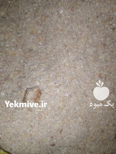 خوراک دام کنستانتره در کبودرآهنگ