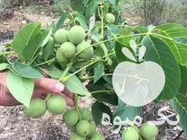 فروش نهال اصلاح شده در اردبیل در گروه خرید فروش نهال - انواع گردو پسته بادام سلطانی انگور در یکمیوه -عکس1