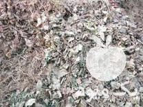 فروش علوفه دامی در بناب در گروه خوراک دام و طیور - پرواری شیری علوفه یونجه در یکمیوه -عکس1