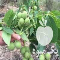 فروش نهال اصلاح شده در اردبیل در گروه خرید فروش نهال - انواع گردو پسته بادام سلطانی انگور در یکمیوه
