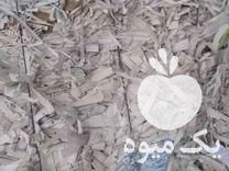 فروش پوشال کاغذی جهت بسته بندی میوه و قطعات در تهران در گروه خرید فروش انواع بسته بندی کاغذی - کارتن مقوا در یکمیوه -عکس1