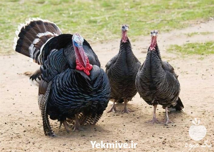 فروش بوقلمون نر و ماده محلی برنز در تهران در گروه مرغ و خروس و بوقلمون و اردک قو قاز در یکمیوه -عکس1