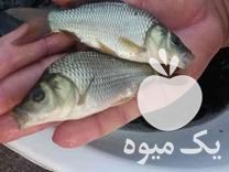 فروش بچه ماهی گرمابی ارسال تمام ایران در مهاباد در گروه انواع ماهی - سالمون شیر کپور قرمز شوریده سفید گوپی مرکب در یکمیوه -عکس1