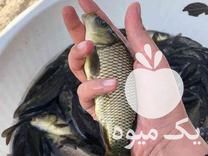 مرکز فروش بچه ماهی و غذای ماهی ارسال سراسر ایران در تبریز در گروه انواع ماهی - سالمون شیر کپور قرمز شوریده سفید گوپی مرکب در یکمیوه -عکس1