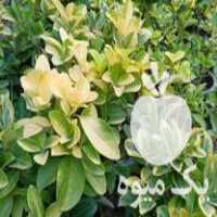 فروش شمشاد طلایی گلدان سطل 3 در تنکابن در گروه خرید فروش عمده گیاهان زینتی - گرمسیری آپارتمانی باغچه آب در یکمیوه