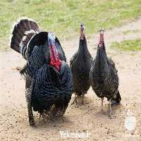 فروش بوقلمون نر و ماده محلی برنز در تهران در گروه مرغ و خروس و بوقلمون و اردک قو قاز در یکمیوه