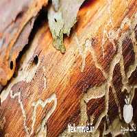 شرکت تخصصی کنترل آفات و بیماریهای گیاهی تشخیص آفات در اصفهان در گروه آزمایشگاه - کشاورزی کشت کشاورز میوه گیاه در یکمیوه