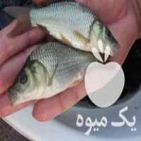 فروش بچه ماهی گرمابی ارسال تمام ایران در مهاباد در گروه انواع ماهی - سالمون شیر کپور قرمز شوریده سفید گوپی مرکب در یکمیوه