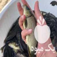 مرکز فروش بچه ماهی و غذای ماهی ارسال سراسر ایران در تبریز در گروه انواع ماهی - سالمون شیر کپور قرمز شوریده سفید گوپی مرکب در یکمیوه