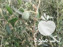 فروش انواع نهال زیتون اصلاح شده در اصفهان در گروه خرید فروش نهال - انواع گردو پسته بادام سلطانی انگور در یکمیوه -عکس1