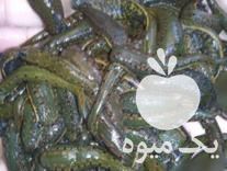 فروش پخش زالو بهداشتی در کاشان در گروه سایر محصولات شیلات - خرید و فروش و خدمات ماهی آبزی شیلات در یکمیوه -عکس1