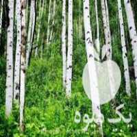 خرید انواع چوب وضایعات چوب درخت سیب گردو آلو آلوچه وغیره در مراغه در گروه خرید فروش عمده چوب- زغال چوب گردو تبریزی خام در یکمیوه