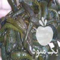 فروش پخش زالو بهداشتی در کاشان در گروه سایر محصولات شیلات - خرید و فروش و خدمات ماهی آبزی شیلات در یکمیوه