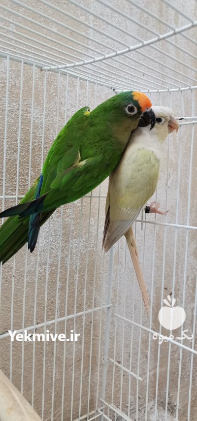 جفت طوطی کانور در کاشمر در گروه انواع پرنده - زینتی عروس هما مینا طوطی مرغ عشق در یکمیوه
