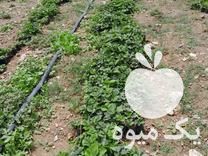 فروش نهال توت فرنگی در جیرفت در گروه خرید فروش نهال - انواع گردو پسته بادام سلطانی انگور در یکمیوه -عکس1
