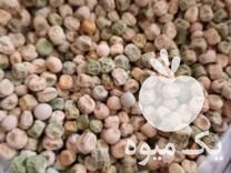 فروش بذر نخود فرنگی در مینودشت در گروه خرید فروش بذر - انواع محصول کشاورزی گوجه کتان میوه درخت در یکمیوه -عکس1