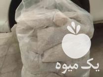 فروش بذر قارچ  گندم استریل در تهران در گروه خرید فروش بذر - انواع محصول کشاورزی گوجه کتان میوه درخت در یکمیوه -عکس1