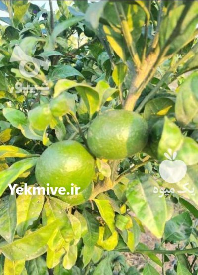 فروش نارنگی ژاپنی در آمل در گروه خرید فروش عمده نارنگی - ژاپنی بندر فروش عمده محصولات در یکمیوه -عکس1