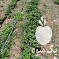 فروش نهال توت فرنگی در جیرفت در گروه خرید فروش نهال - انواع گردو پسته بادام سلطانی انگور در یکمیوه