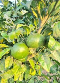 فروش نارنگی ژاپنی در آمل در گروه خرید فروش عمده نارنگی - ژاپنی بندر فروش عمده محصولات در یکمیوه