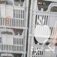 فروش جعبه تبق در ارومیه در گروه خرید فروش عمده شلیل - شمس شبرنگ مغان انجیری سبز رفعتی در یکمیوه