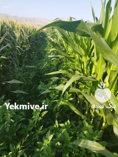 فروش ذرت و بلال شیرین در فیروزان در همدان در گروه سایر محصولات فرنگی فروش عمده در یکمیوه -عکس2