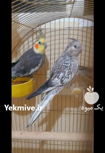 عروس هلندی جفت مولد در تهران در گروه انواع پرنده - زینتی عروس هما مینا طوطی مرغ عشق در یکمیوه