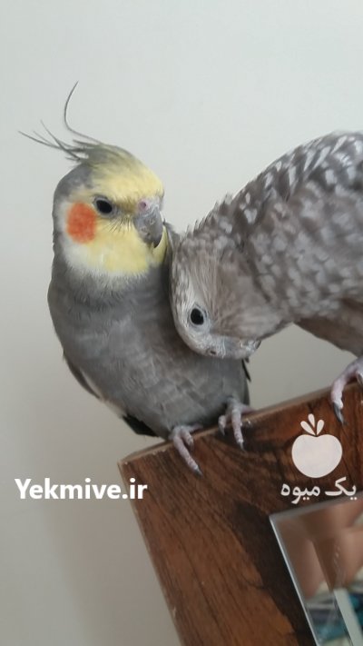 عروس هلندی جفت مولد در تهران در گروه انواع پرنده - زینتی عروس هما مینا طوطی مرغ عشق در یکمیوه -عکس2