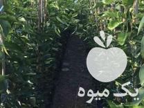 فروش نهال مرکبات در رشت در گروه خرید فروش نهال - انواع گردو پسته بادام سلطانی انگور در یکمیوه -عکس1