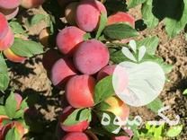 فروش عرضه نهال آلو شابلون رقم موریتانی گلدانی پیوند شد در ساری در گروه خرید فروش نهال - انواع گردو پسته بادام سلطانی انگور در یکمیوه -عکس1