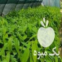 فروش نهال آووکادو در رامسر در گروه خرید فروش نهال - انواع گردو پسته بادام سلطانی انگور در یکمیوه