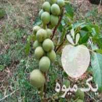 فروش نهال گردو اصلاح شده در نهاوند در گروه خرید فروش نهال - انواع گردو پسته بادام سلطانی انگور در یکمیوه