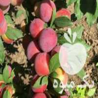 فروش عرضه نهال آلو شابلون رقم موریتانی گلدانی پیوند شد در ساری در گروه خرید فروش نهال - انواع گردو پسته بادام سلطانی انگور در یکمیوه