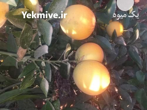 فروش باغ مرکبات 7 هکتار دزفول در خوزستان در گروه باغ و باغچه - کشاورزی باغبانی میوه خرید فروش در یکمیوه -عکس1