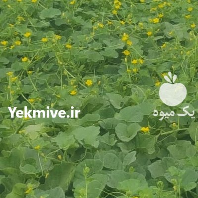 بذرملون شاهپسند در بوشهر در گروه خرید فروش عمده ملون - صادراتی صیفی تازه فروش عمده در یکمیوه -عکس1
