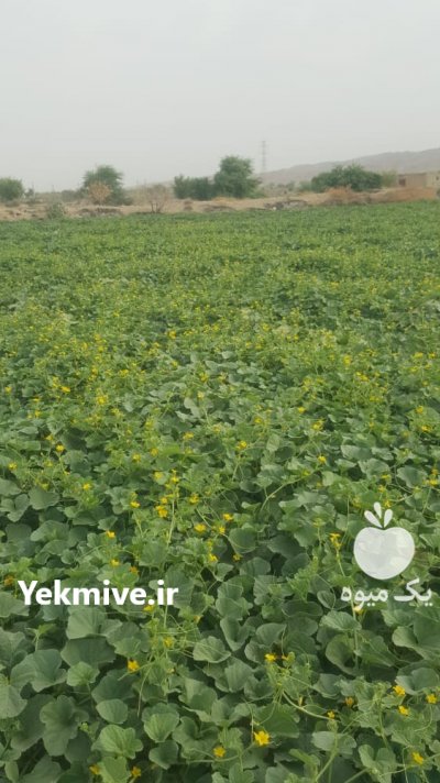 بذرملون شاهپسند در بوشهر در گروه خرید فروش عمده ملون - صادراتی صیفی تازه فروش عمده در یکمیوه -عکس2
