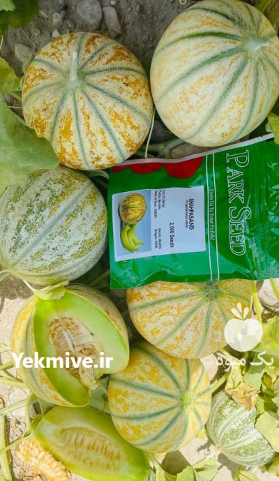 بذرملون شاهپسند در بوشهر در گروه خرید فروش عمده ملون - صادراتی صیفی تازه فروش عمده در یکمیوه